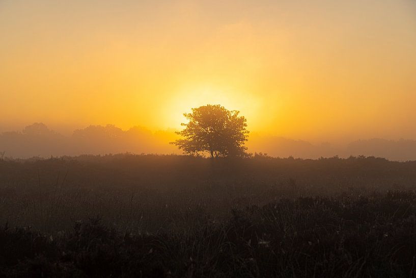Zonsopkomst, zonsondergang, hei, mist, nevel, kleurrijk, Drenthe, Exloo, Poolshoogte, heidevelden, s van Gert Hilbink