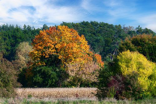 Herfstlandschap met kleurrijke bladeren in Schrobenhausen