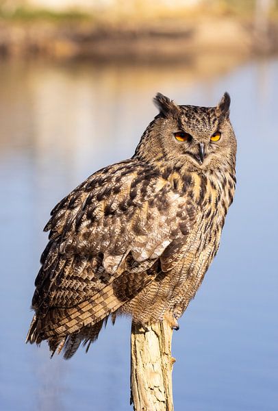 Hibou, Bubo bubo par Gert Hilbink