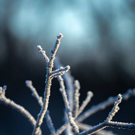 Frost branches by Tomas Woppenkamp