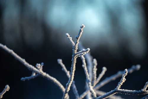 Frost Zweige