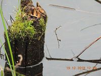 pole in water