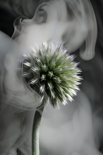 Modern botanisch - Krachtige kogeldistel omringt door abstracte rook van Marjolijn van den Berg