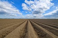 Frisch gepflügtes Kartoffelfeld mit geradlinigem Muster und abnehmender Perspektive in Flevoland an  von Sjoerd van der Wal Fotografie Miniaturansicht