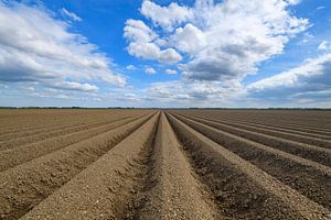 Aardappelveld patroon van aardappelruggen in het voorjaar van Sjoerd van der Wal Fotografie