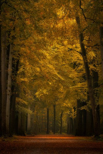 Forest photography &quot;winter is coming&quot; by Björn van den Berg