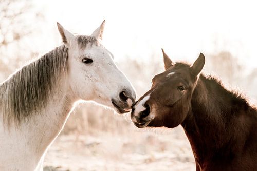 Verstrengelde Blikken Twee Paarden in Harmonie
