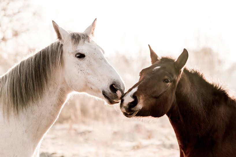 Verstrengelde Blikken Twee Paarden in Harmonie van Femke Ketelaar