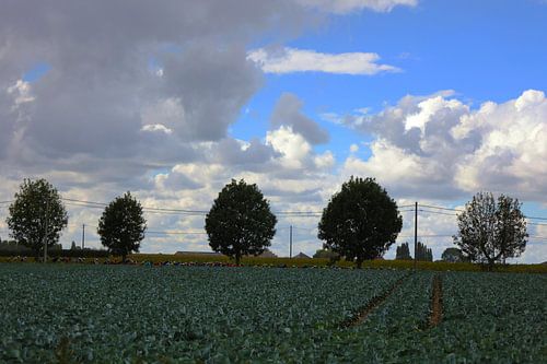 The pack cleaves through the fields, among the trees in search of the blue sky