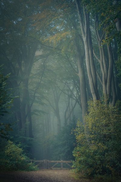 Märchenwald irgendwo in den Niederlanden von Vincent Fennis