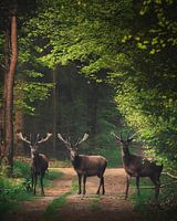 De drie herten