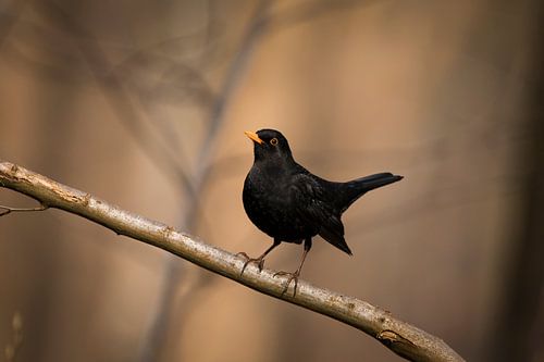 Zwarte Merel op Tak