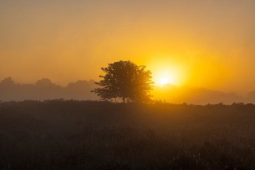 The Drentse heath during sunrise