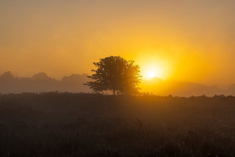 The Drentse heath during sunrise by Gert Hilbink