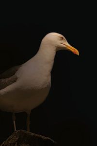 In the dark serie Seagul