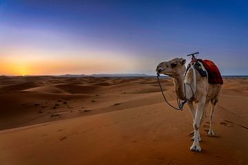 Dromedaris in de Sahara