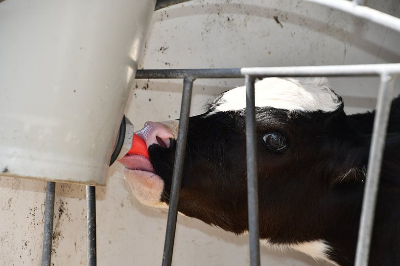 Would you like some porridge? by Jolanda de Jong-Jansen