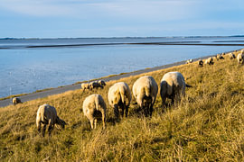 Schapen op de dijk  van Catrin Grabowski