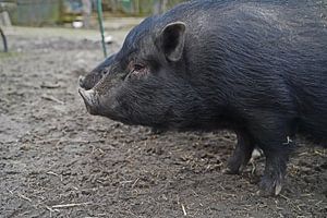1jährige Minischweine im Garten
