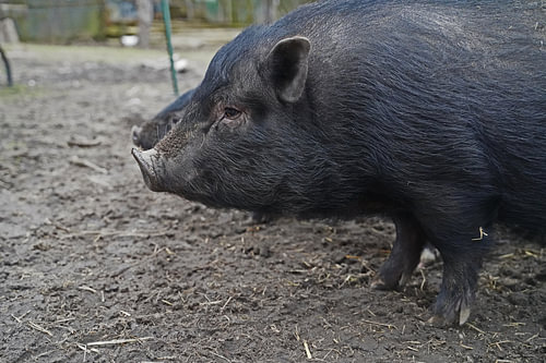 1 jaar oude minivarkens in de tuin