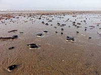 Strandkiezels