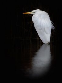 Grande aigrette