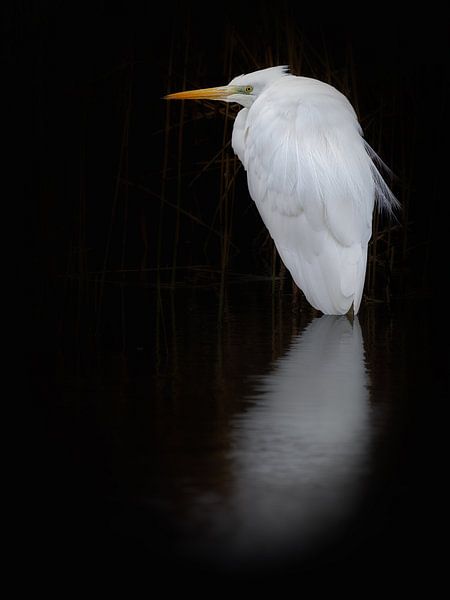 Great egret by Laurens de Waard