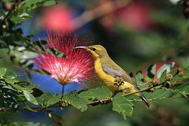 olijfrugzonnevogel (Cinnyris jugularis) Daintree Rainforest, Queensland, Australië
