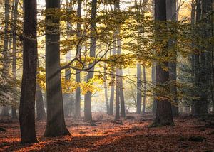 Automne