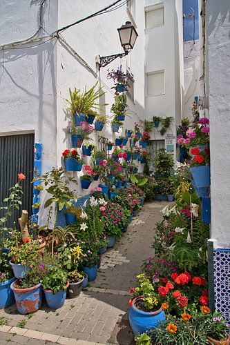 Kleurrijke uitstalling van potten en bloemen