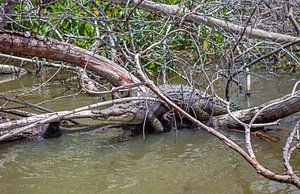 Alligator
