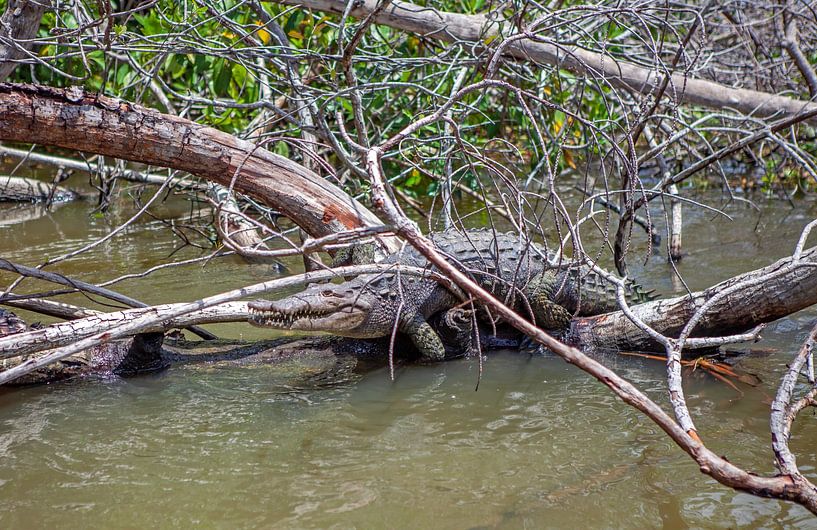 Krokodil im Black River (Jamaika) von t.ART