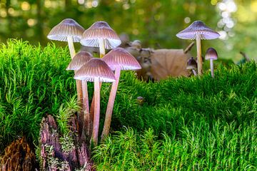 Zicht op een mooie paddenstoel in het bos van Andreas Völkel