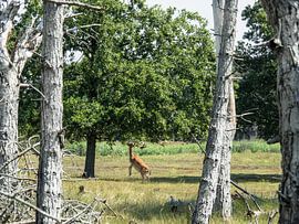 Lunch time for the fallow deer