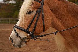 Photoshooting with light brown Haflinger with beige mane