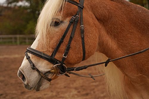 Fotoshoot met lichtbruine Haflinger met beige manen