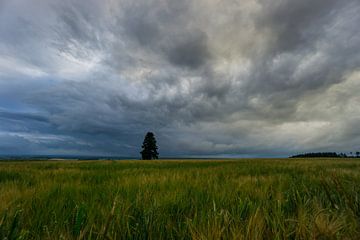 Deutschland - Grüne Getreidefelder mit einsamem Baum und dramatischem Himmel von adventure-photos