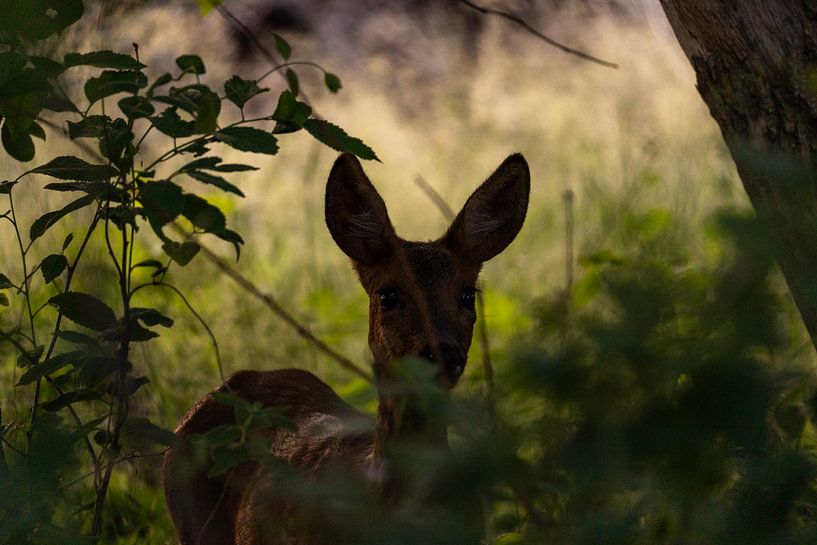chevreuil par Maaike Krimpenfort
