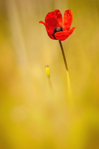 Klatschmohn
