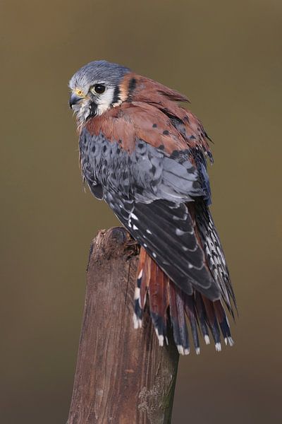 Amerikaanse Torenvalk (Falco sparverius) van Ronald Pol