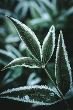 Feuilles avec neige et glace I sur Jan Eltink