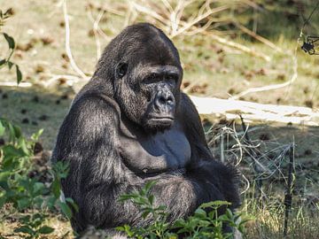 Gorilla : Safaripark Beekse Bergen van Loek Lobel