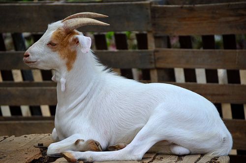 Witte geit in Curaçao