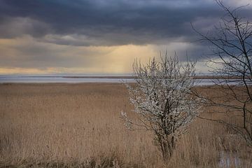 Boom in het riet op de Darss. Dramatische lucht boven zee. Landschap aan de Oostzee.
