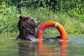 Braunbärenserie Nummer 3 von Shirley Douwstra