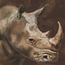 Rhinos