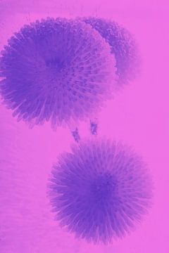 3 Bellis in Pink von Marc Heiligenstein