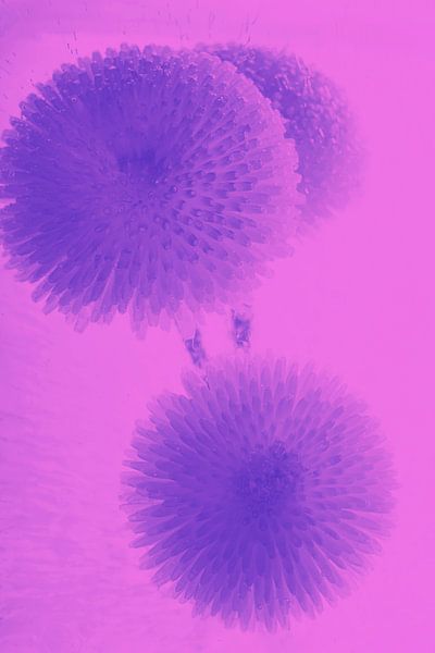 3 Bellis in Pink von Marc Heiligenstein