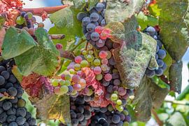 Vigne à raisins de couleur vive