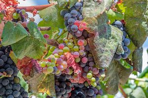 Leuchtend bunte Weinrebe